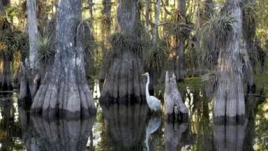 Everglades_National_Park_cypress.jpg