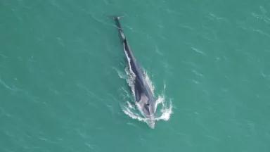Fin Whale NOAA 2.jpg
