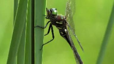 Hine’s emerald dragonfly—Carol Freeman Photography