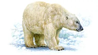 Polar bear (Tim Knepp, USFWS)
