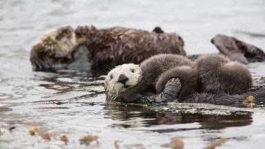 Sea otters lounging on water