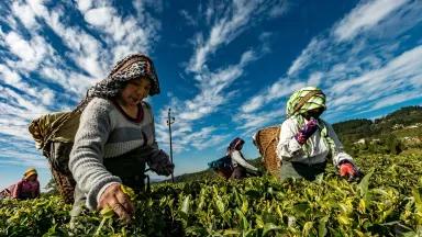Two workers wear scarves on their heads as they harvest crops on a sunny day
