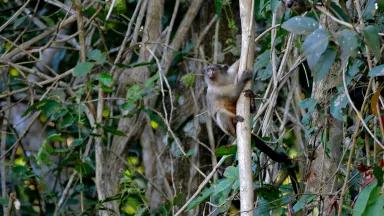 A black-tailed marmoset climbs on a narrow tree trunk
