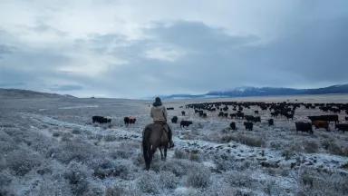 A person on horseback looks over cattle grazing in a snowy valley