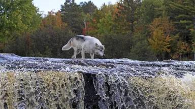 A gray wolf walks along the edge of a waterfall with a forest in the background