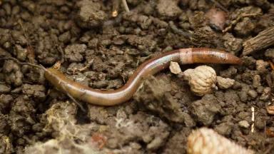 A brown worm atop rocky soil