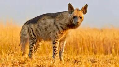 A yellow and black hyena standing in field with golden grasses