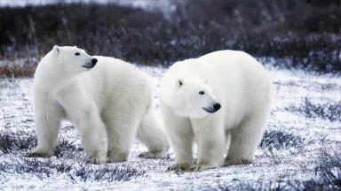 polar bears (USFWS, Photo by G Kramer)