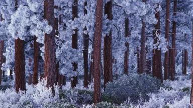 wintery pines.jpg