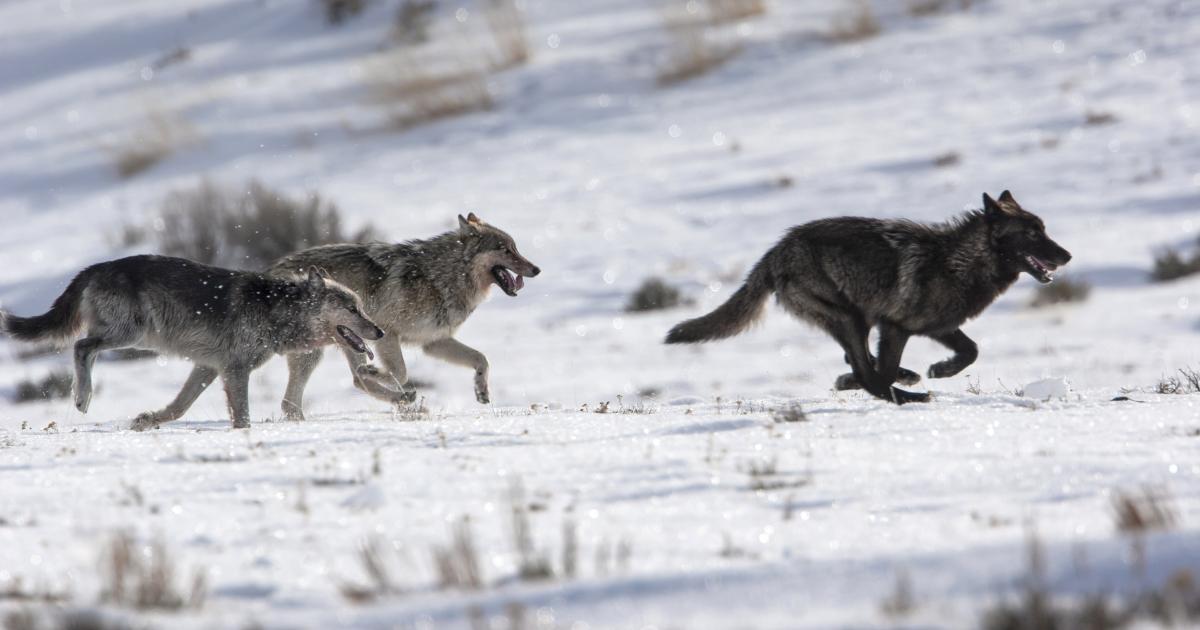 pack of gray wolves hunting