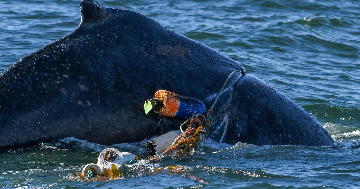 New 'Pop-Up' Fishing Gear Could Reduce Whale Entanglements