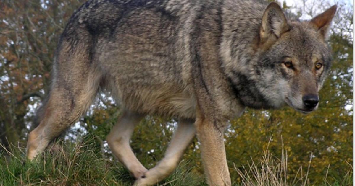Wolves Spread in Western Europe