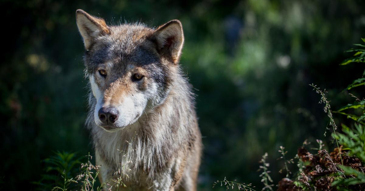 Norway Has 68 Wolves Left—and It Wants To Kill 47 Of Them