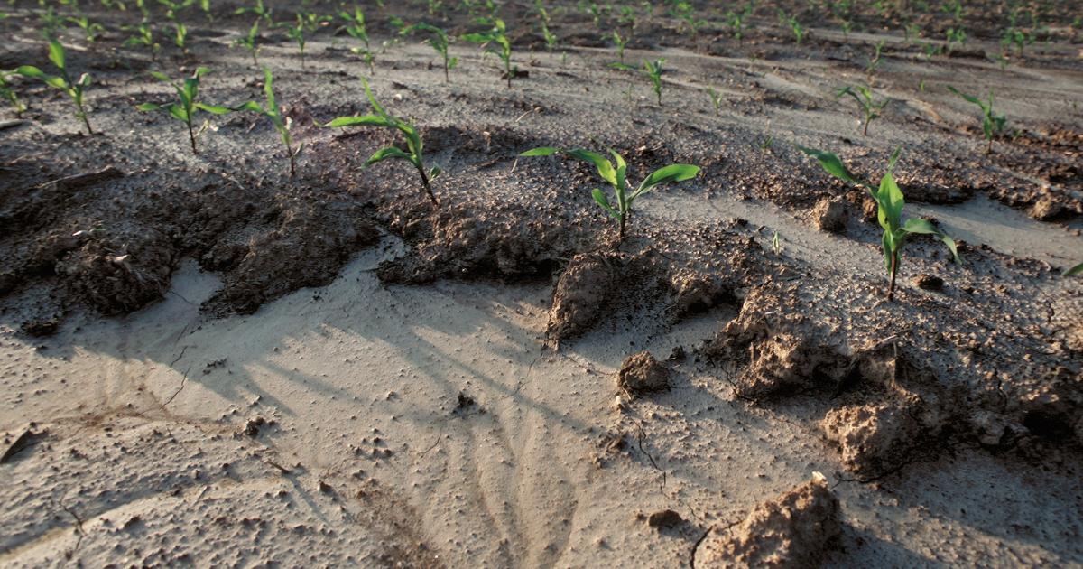 Is River Sand Good for Gardening? All the Facts (+7 Alternatives)