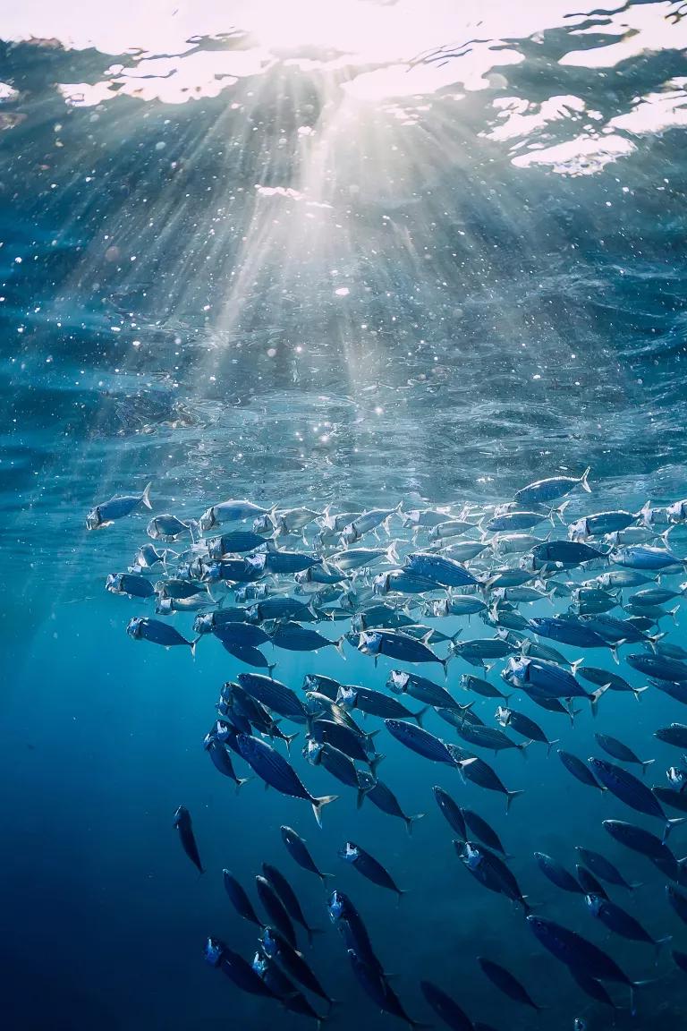 A school of tuna swimming in the ocean